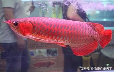 紅龍魚養大了可以賣嗎：紅龍魚價格一般多少錢一斤？