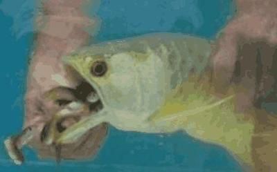 小的金龍魚(yú)多少錢一條：小金龍魚(yú)多少錢一條