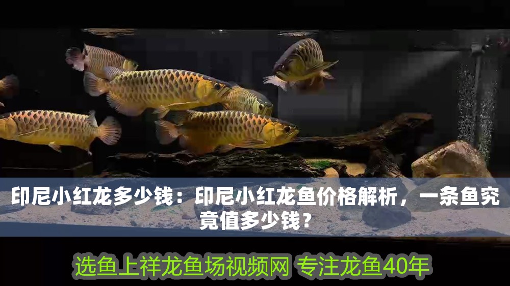 印尼小紅龍多少錢：印尼小紅龍魚價格解析，一條魚究竟值多少錢？