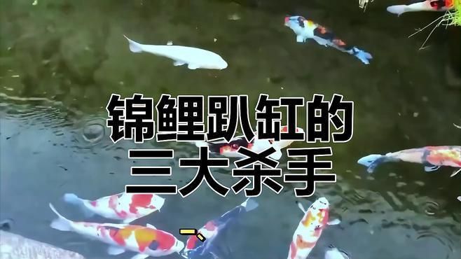 錦鯉趴缸多久會死