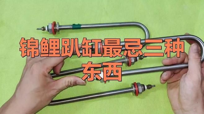 錦鯉趴缸多久會死