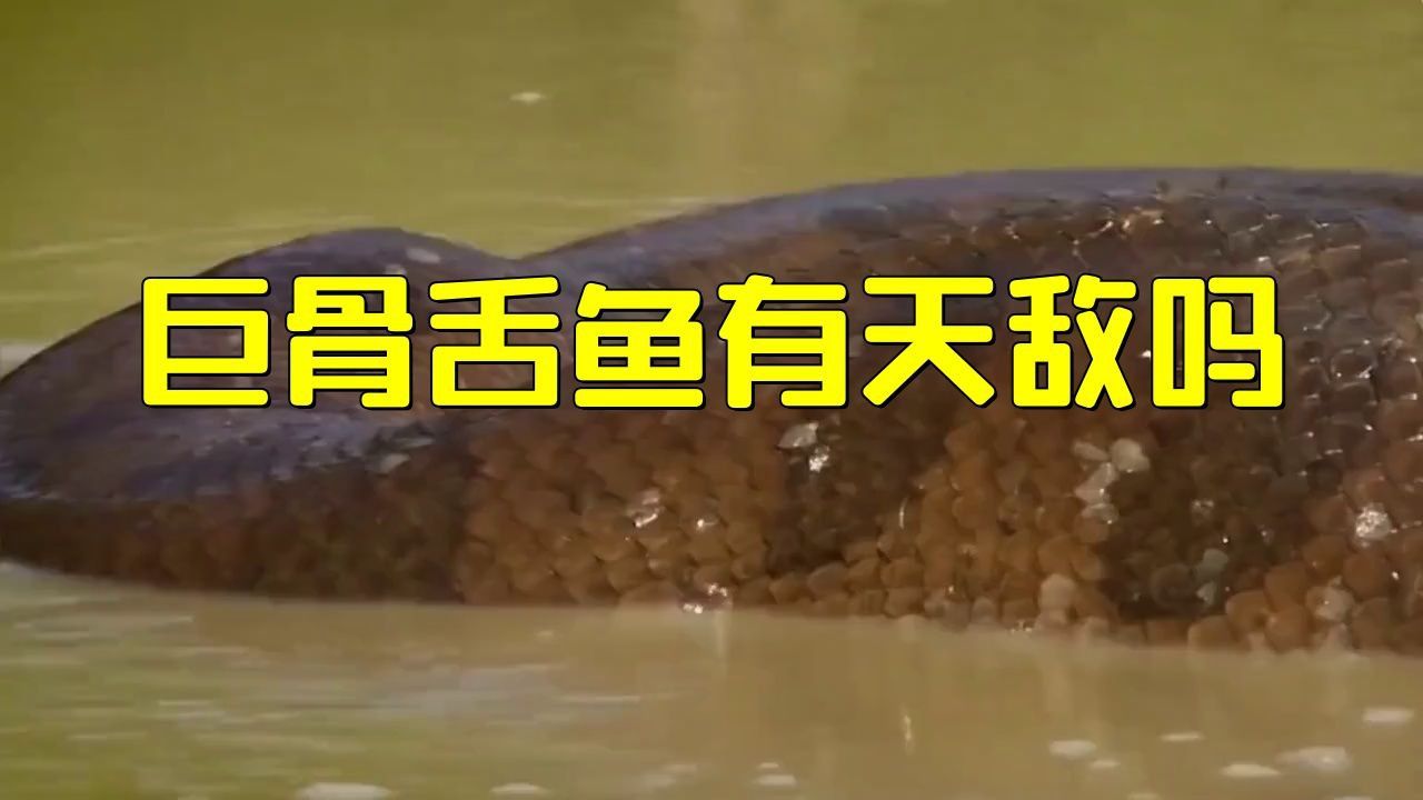 巨骨舌魚有哪些天敵？