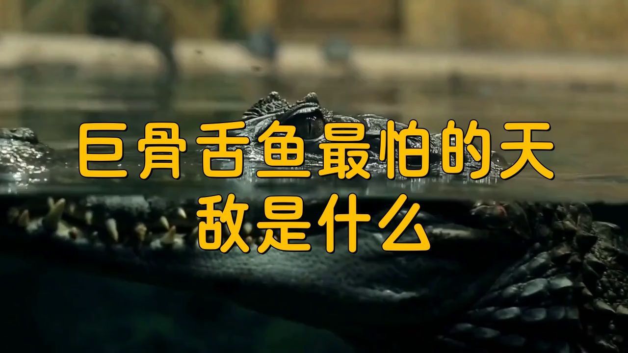 巨骨舌魚有哪些天敵？