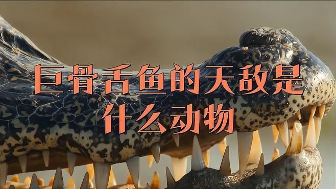 巨骨舌魚有哪些天敵？