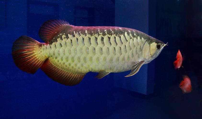 紅背金龍魚價格表和圖片
