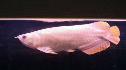 龍魚肚子有紅斑（龍魚肚子上出現紅斑可能是由多種原因造成的這些原因引起）