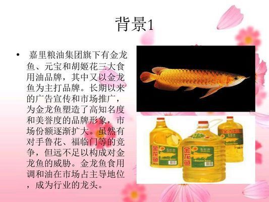 金龍魚的說明文（金龍魚在風水中的作用，金龍魚在養殖的最佳環境）