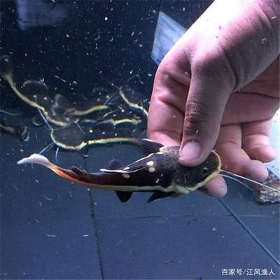 招財貓魚和龍魚能混養嗎（招財貓魚和龍魚可以混養嗎？）