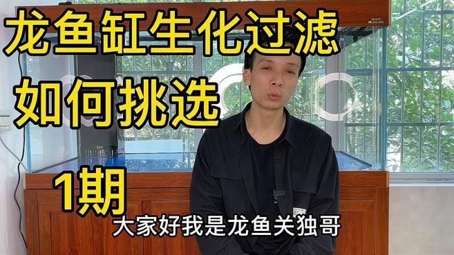龍魚單養需要多大的過濾系統？