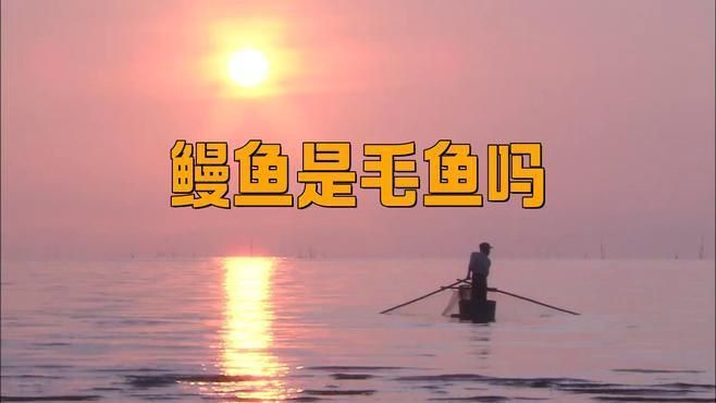 鰻魚是毛魚嗎