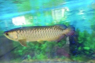 百萬金龍魚拍賣（公司欠薪近百萬法院上淘寶拍賣其6條名貴金龍魚）