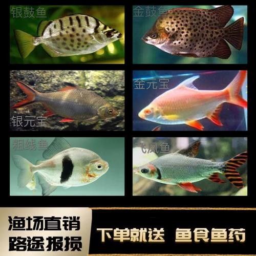 龍魚和什么魚養合適圖片