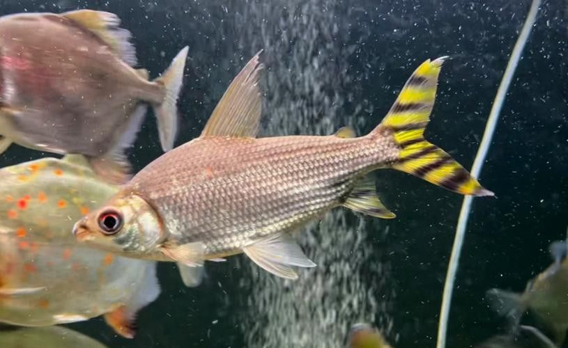 龍魚和什么魚養合適圖片