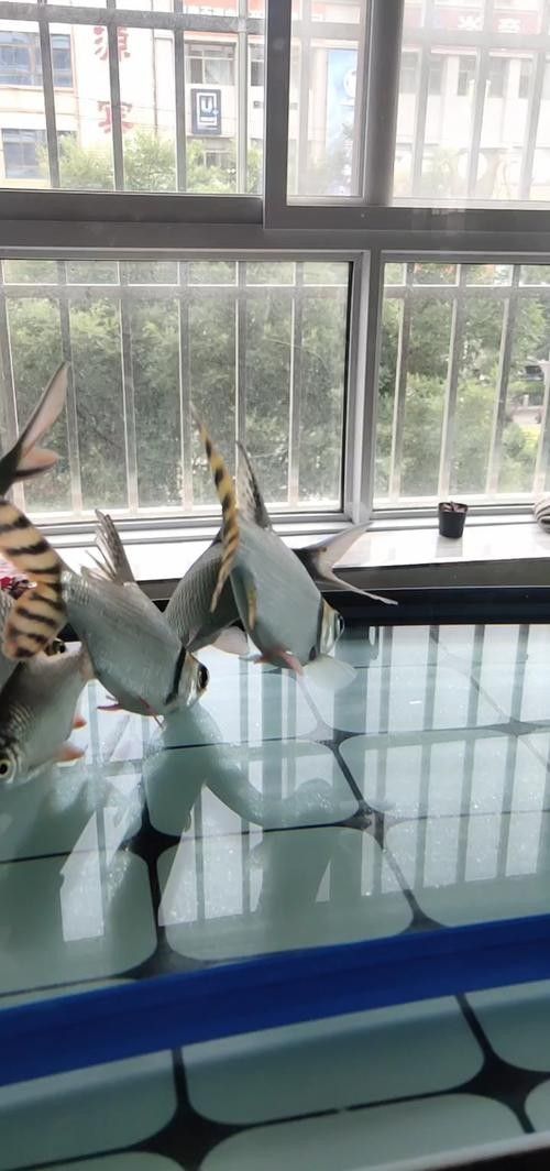 龍魚和什么魚養合適圖片