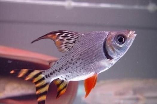 龍魚和什么魚養合適圖片