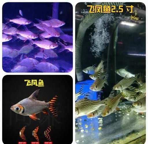 龍魚和什么魚養合適圖片