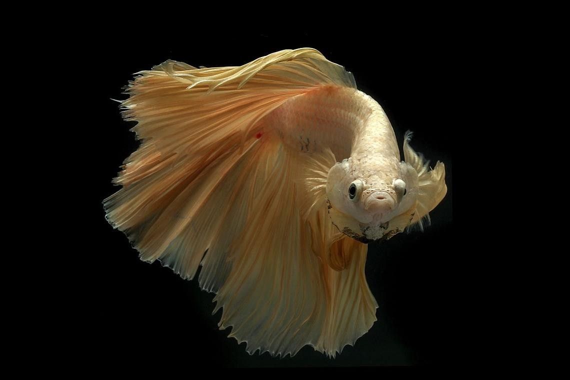 龍魚能和蝴蝶錦鯉混養嗎圖片