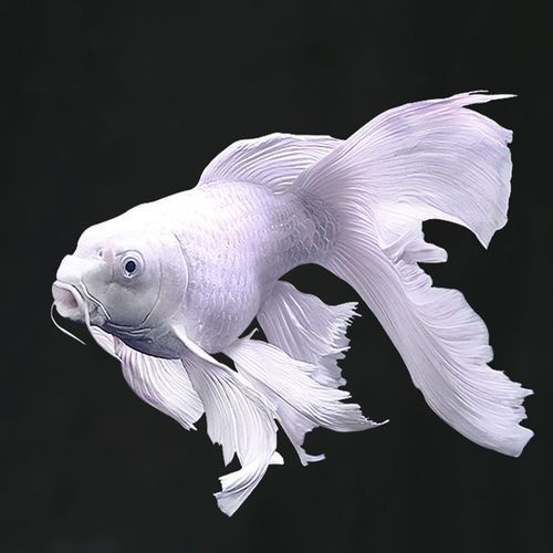 龍魚能和蝴蝶錦鯉混養嗎圖片
