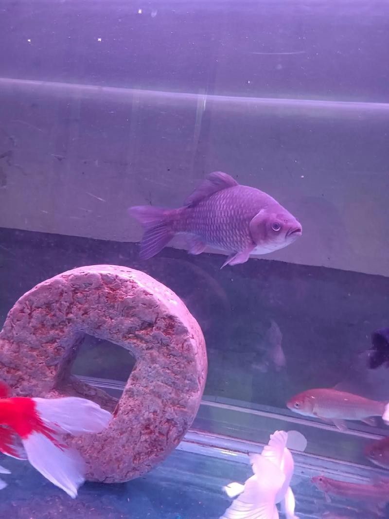 龍魚能和蝴蝶錦鯉混養嗎圖片