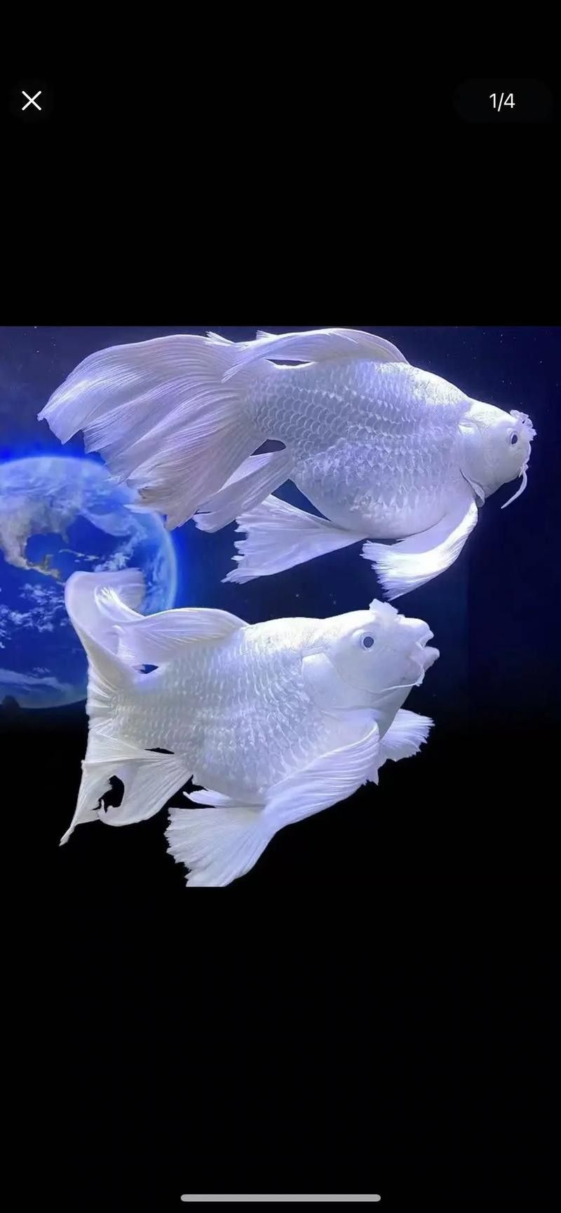 龍魚能和蝴蝶錦鯉混養嗎圖片