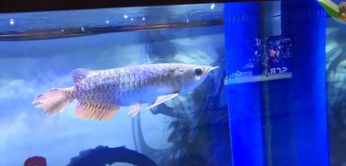 龍魚會不會吃清道夫：龍魚會不會吃清道夫？
