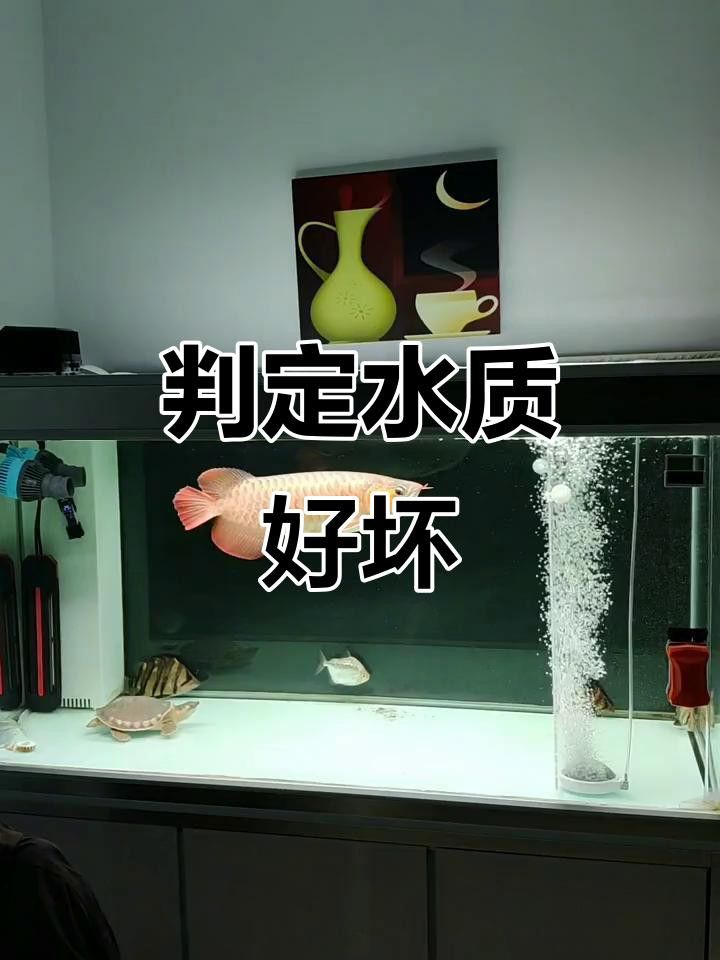 如何檢測水質是否適合金龍魚