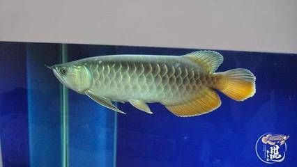 龍魚有點燒尾怎么處理視頻：龍魚燒尾怎么辦