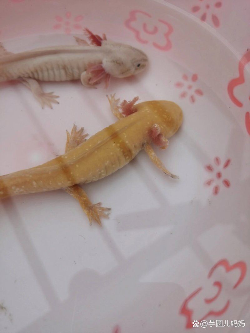 如何判斷六角恐龍魚腳爛的嚴重程度？