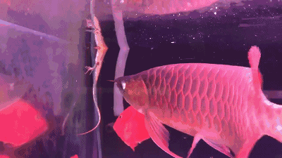 有沒有更多提供紅龍魚動態壁紙的平臺？ 有沒有更多提供紅龍魚動態壁紙的平臺？ 龍魚百科 第9張