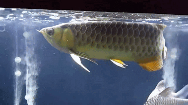 有沒有更多提供紅龍魚動態壁紙的平臺？ 有沒有更多提供紅龍魚動態壁紙的平臺？ 龍魚百科 第10張