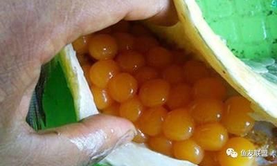 龍魚到家幾天危險期：龍魚到家后的危險期大約持續3到10天