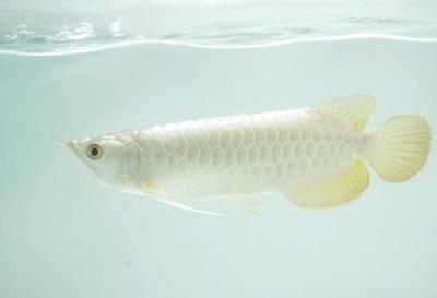 喂銀龍魚的小魚,一次放多少進缸：喂銀龍魚的小魚的量取決于銀龍魚的體長和喂食頻率 喂銀龍魚的小魚,一次放多少進缸：喂銀龍魚的小魚的量取決于銀龍魚的體長和喂食頻率 龍魚百科 第1張