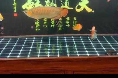 喂銀龍魚的小魚,一次放多少進缸：喂銀龍魚的小魚的量取決于銀龍魚的體長和喂食頻率 喂銀龍魚的小魚,一次放多少進缸：喂銀龍魚的小魚的量取決于銀龍魚的體長和喂食頻率 龍魚百科 第2張
