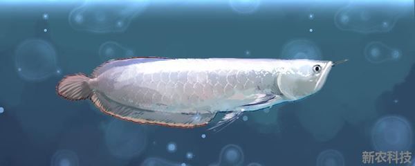 喂銀龍魚的小魚,一次放多少進缸：喂銀龍魚的小魚的量取決于銀龍魚的體長和喂食頻率 喂銀龍魚的小魚,一次放多少進缸：喂銀龍魚的小魚的量取決于銀龍魚的體長和喂食頻率 龍魚百科 第3張