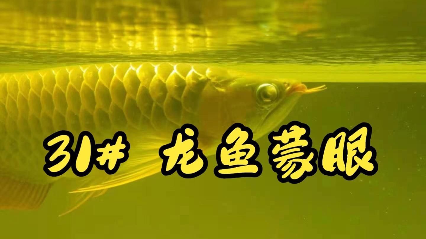 龍魚蒙眼用什么藥最有效