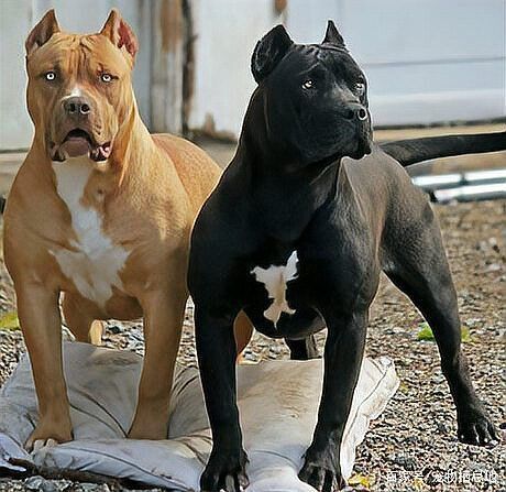賽犬品種大全