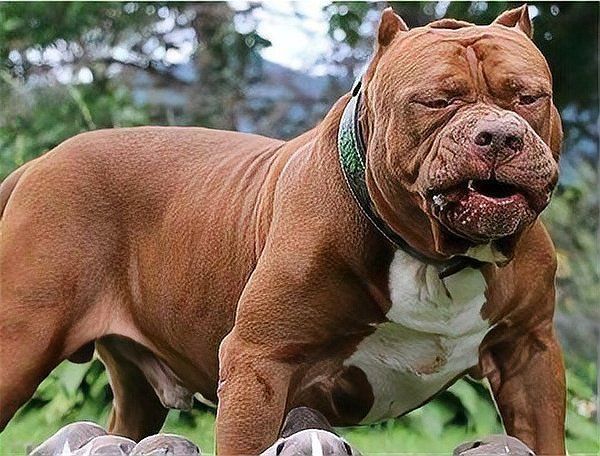 賽犬品種大全