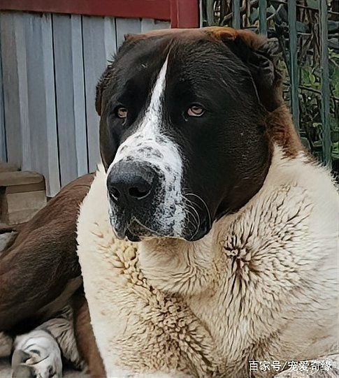 賽犬品種大全