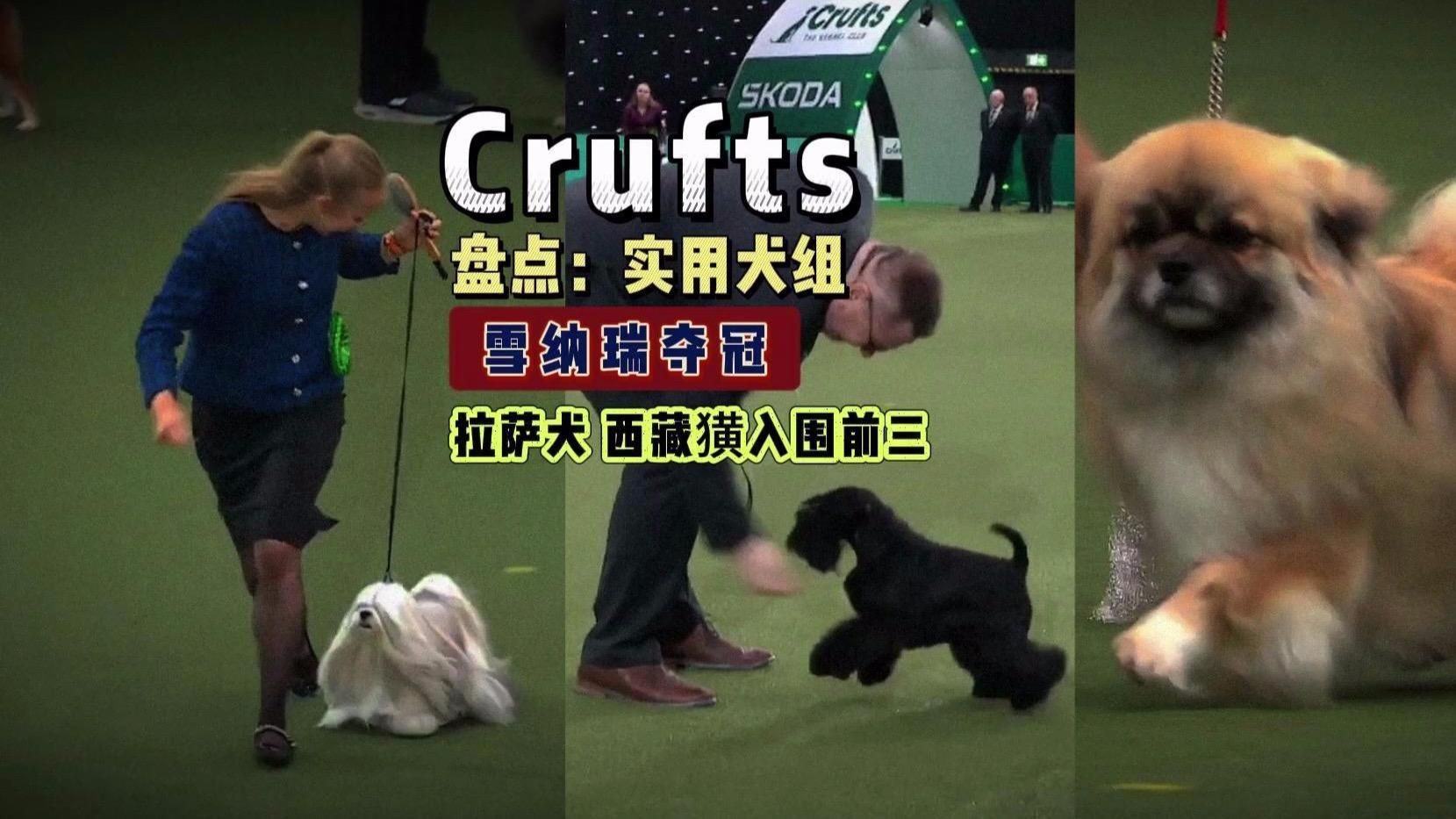 賽犬品種大全