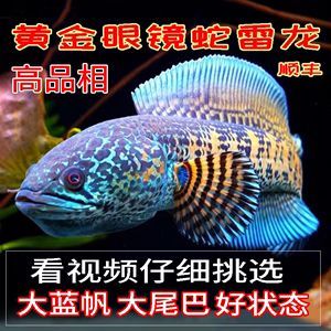 巴卡雷龍魚價格，巴卡雷龍魚價格受到多種因素影響巴卡雷龍魚價格受到多種影響