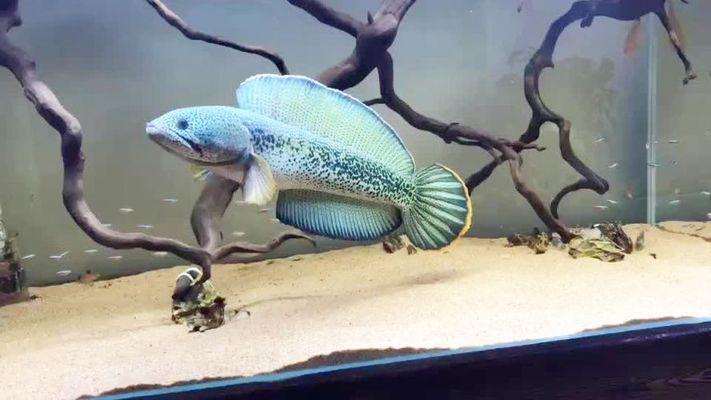 巴卡雷龍魚價格，巴卡雷龍魚價格受到多種因素影響巴卡雷龍魚價格受到多種影響