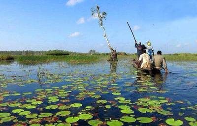 幾百萬的龍魚：幾百萬條龍魚養(yǎng)殖的可行性與經(jīng)濟效益及環(huán)境影響