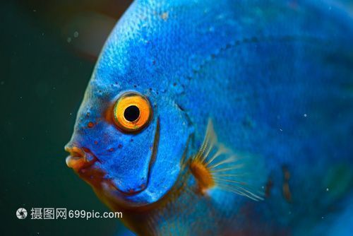 薩伊藍 伊巴卡哪個更適合混養(yǎng)龍魚，伊巴卡魚和薩伊藍魚哪個更適合與龍魚混養(yǎng)？