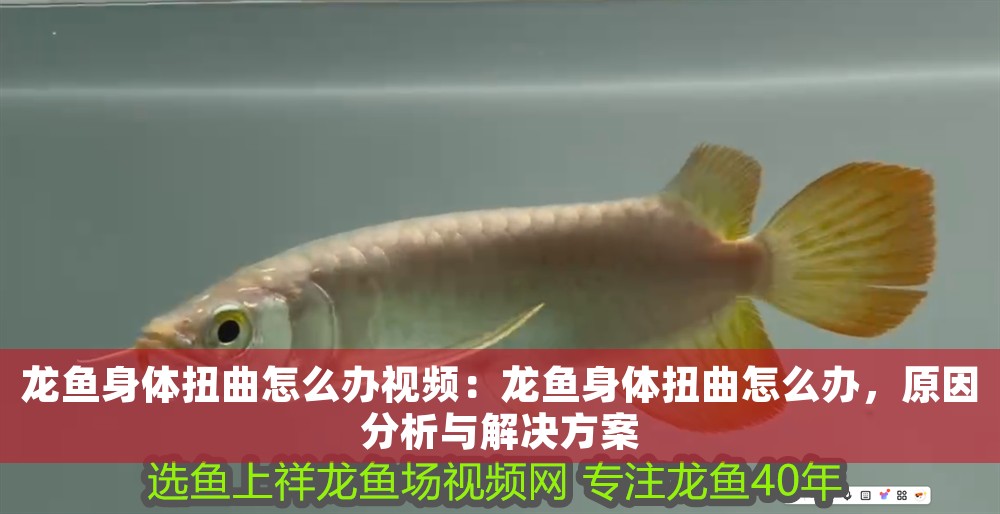 龍魚身體扭曲怎么辦視頻：龍魚身體扭曲怎么辦，原因分析與解決方案