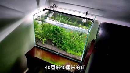 龍魚身體扭曲怎么辦視頻：龍魚身體扭曲怎么辦，原因分析與解決方案