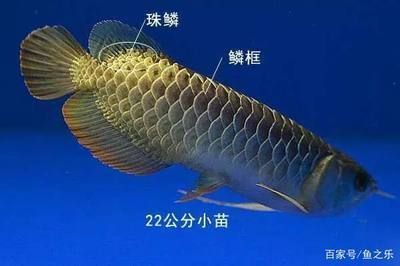 龍魚沒有珠鱗：如何鑒別龍魚珠鱗