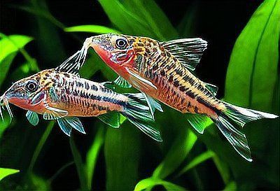 龍魚怎么判斷有寄生蟲了 龍魚怎么判斷有寄生蟲了 龍魚百科 第7張