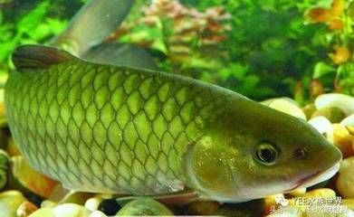 龍魚和刀魚有什么區(qū)別呢，龍魚與刀魚之間的主要區(qū)別,龍魚與刀魚的區(qū)別