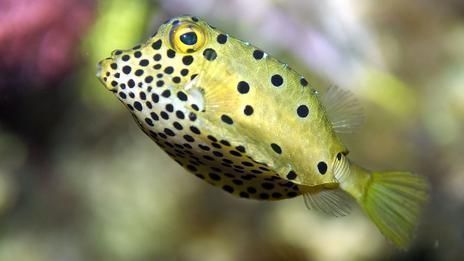 龍魚造型的車磲，猛士917蛟龍戰(zhàn)甲設(shè)計元素解析龍魚造型汽車發(fā)展趨勢