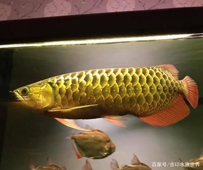 金龍魚體型：關于金龍魚體型特征的詳細介紹